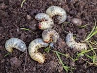 Grub Control Des Moines & Polk City Iowa