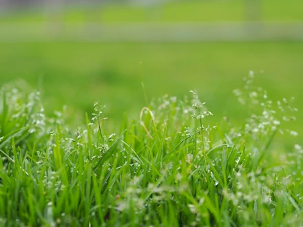 Get a Quote for Lawn Care Services